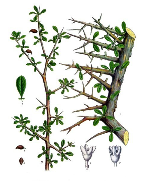 Natural compounds from  Commiphora myrrha